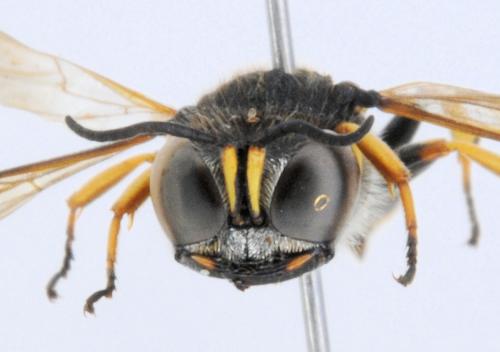 Réf. 264 382 : Ectemnius continuus punctatus
